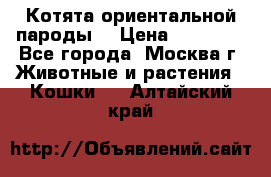 Котята ориентальной пароды  › Цена ­ 12 000 - Все города, Москва г. Животные и растения » Кошки   . Алтайский край